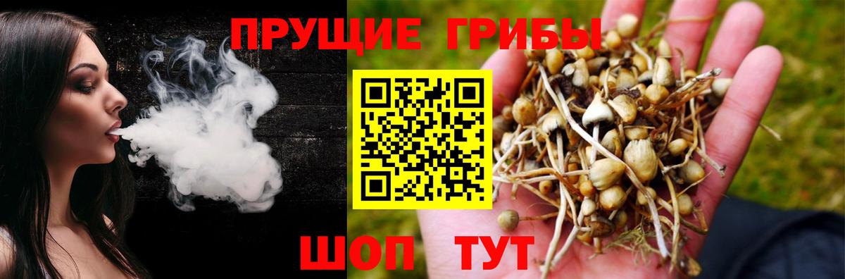 Псилоцибиновые грибы Cubensis Кореновск